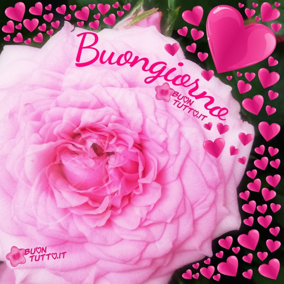 Immagine-di-buongiorno-con-rosa-e-cuori-buontutto foto di una rosa rosa e tanti piccoli e grandi cuori di color rosa brillante per augurare il buongiorno da scaricare gratis e condividere con amici parenti gruppi tramite WhatsApp Facebook Twitter Pinterest Telegram Instagram creata da buontutto.it