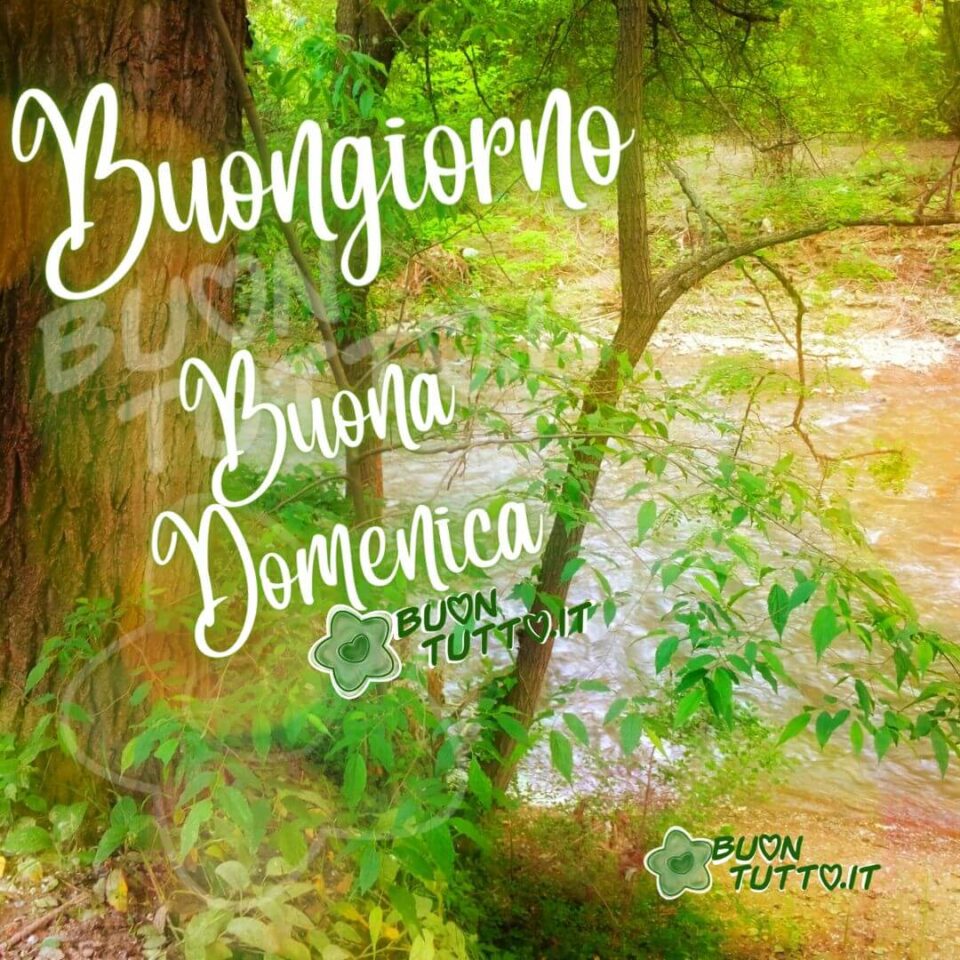 una foto di un angolo di bosco con dei meravigliosi alberi vicino ad un ruscello per augurare buongiorno e una buona domenica da scaricare gratis e condividere con amici parenti gruppi tramite WhatsApp Facebook Twitter Pinterest Telegram Instagram autore buontutto.it