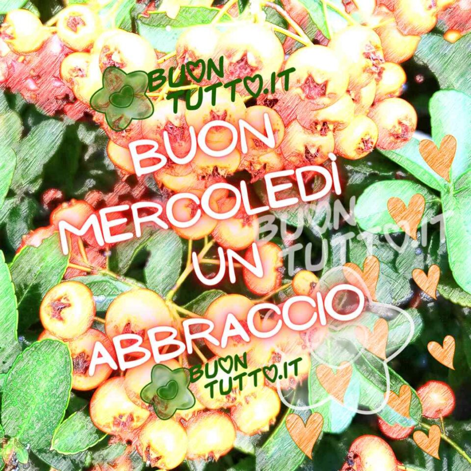 bellissima-immagine-di-fiori-e-cuori-buon-mercoledì-un-abbraccio-buontutto una bellissima e armoniosa immagine dai colori vivaci con delle bacche e dei cuori arancioni per inviare un abbraccio e buon mercoledì una raccolta di nuove bellissime Immagini di Buon mercoledì da scaricare gratis e condividere con amici parenti gruppi tramite WhatsApp Facebook Twitter Pinterest Telegram Instagram autore buontutto.it