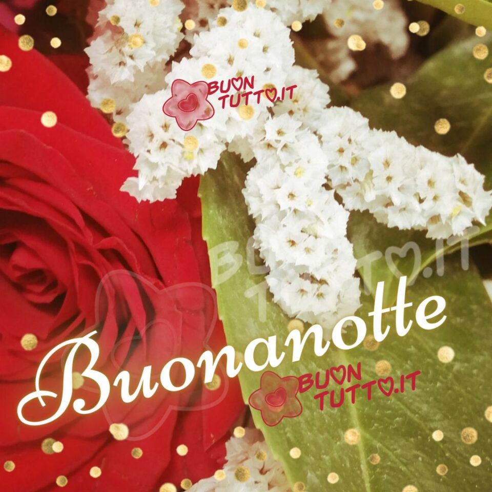 rosa-rossa-e-ramo-di-fiori-bianchi-buonanotte-buontutto una stupenda rosa rossa vellutata e una grande foglia con un ramo di piccoli fiori bianchi che trasmette la bellezza della natura per augurare la buonanotte raccolta di nuove bellissime Immagini di Buonanotte da scaricare gratis e condividere con amici parenti gruppi tramite WhatsApp Facebook Twitter Pinterest Telegram Instagram create da buontutto.it