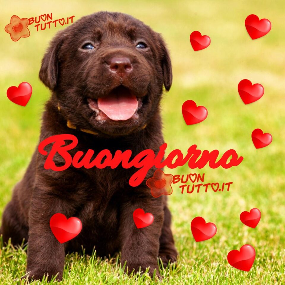 una foto di un tenero cagnolino dal pelo corto marrone morbido seduto su un prato e tanti cuoricini dal color rosso brillante per augurare il buongiorno da scaricare gratis e condividere con amici parenti gruppi tramite WhatsApp Facebook Twitter Pinterest Telegram Instagram creata da buontutto.it