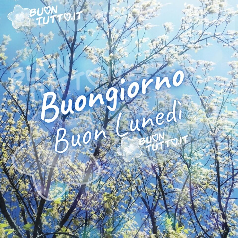rami-di-albero-dai-fiori-bianchi-Buon-lunedì-buongiorno-buontutto una foto di un fantastico cielo azzurro con dei bellissimi rami di albero dai fiori bianchi e delicati in primo piano un immagine da sogno per inviare un buongiorno e buon lunedì da scaricare gratis e condividere con amici parenti gruppi tramite WhatsApp Facebook Twitter Pinterest Telegram Instagram autore buontutto.it