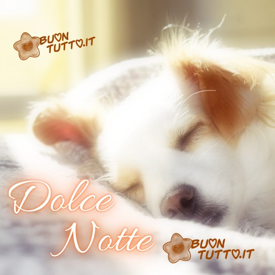 un dolcissimo cagnolino bianco con le orecchie marroncine che dorme serenamente per augurare dolce notte da scaricare gratis e condividere con amici parenti gruppi tramite WhatsApp Facebook Twitter Pinterest Telegram Instagram create da buontutto.it