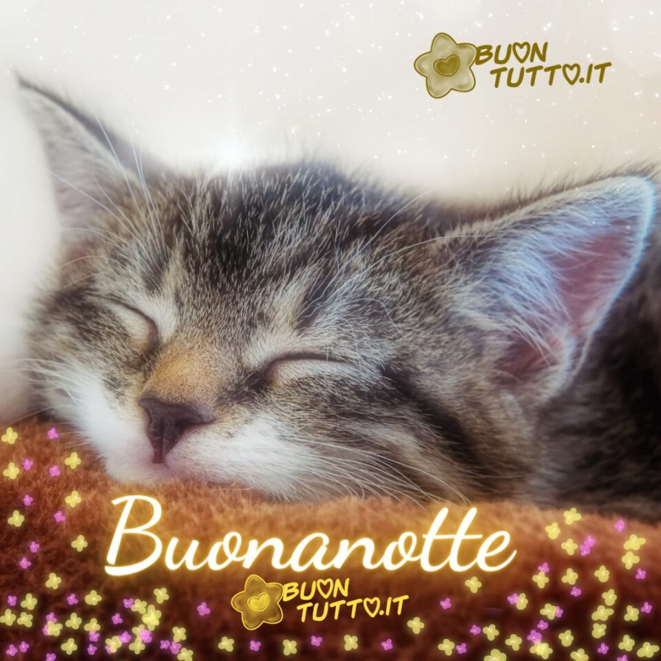 il musetto di un dolcissimo gattino che dorme appoggiato ad una coperta con sopra disegnati tanti piccoli fiorellini gialli e rosa per augurare la buonanotte da scaricare gratis e condividere con amici parenti gruppi tramite WhatsApp Facebook Twitter Pinterest Telegram Instagram create da buontutto.it