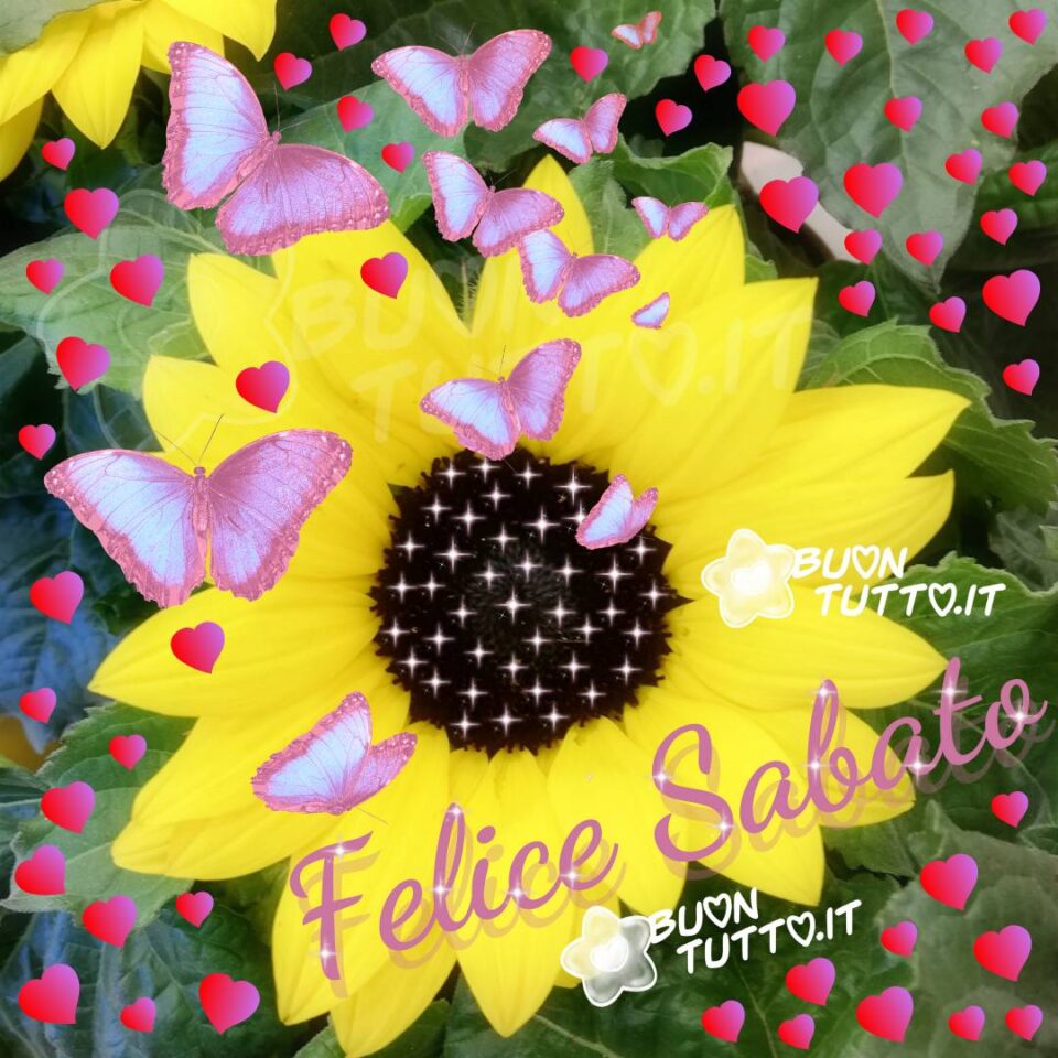 un meraviglioso girasole con tanti cuori rossi e delle stupende farfalle che volano serenamente per augurare un felice sabato da scaricare gratis e condividere con amici parenti gruppi tramite WhatsApp Facebook Twitter Pinterest Telegram Instagram sito buontutto.it