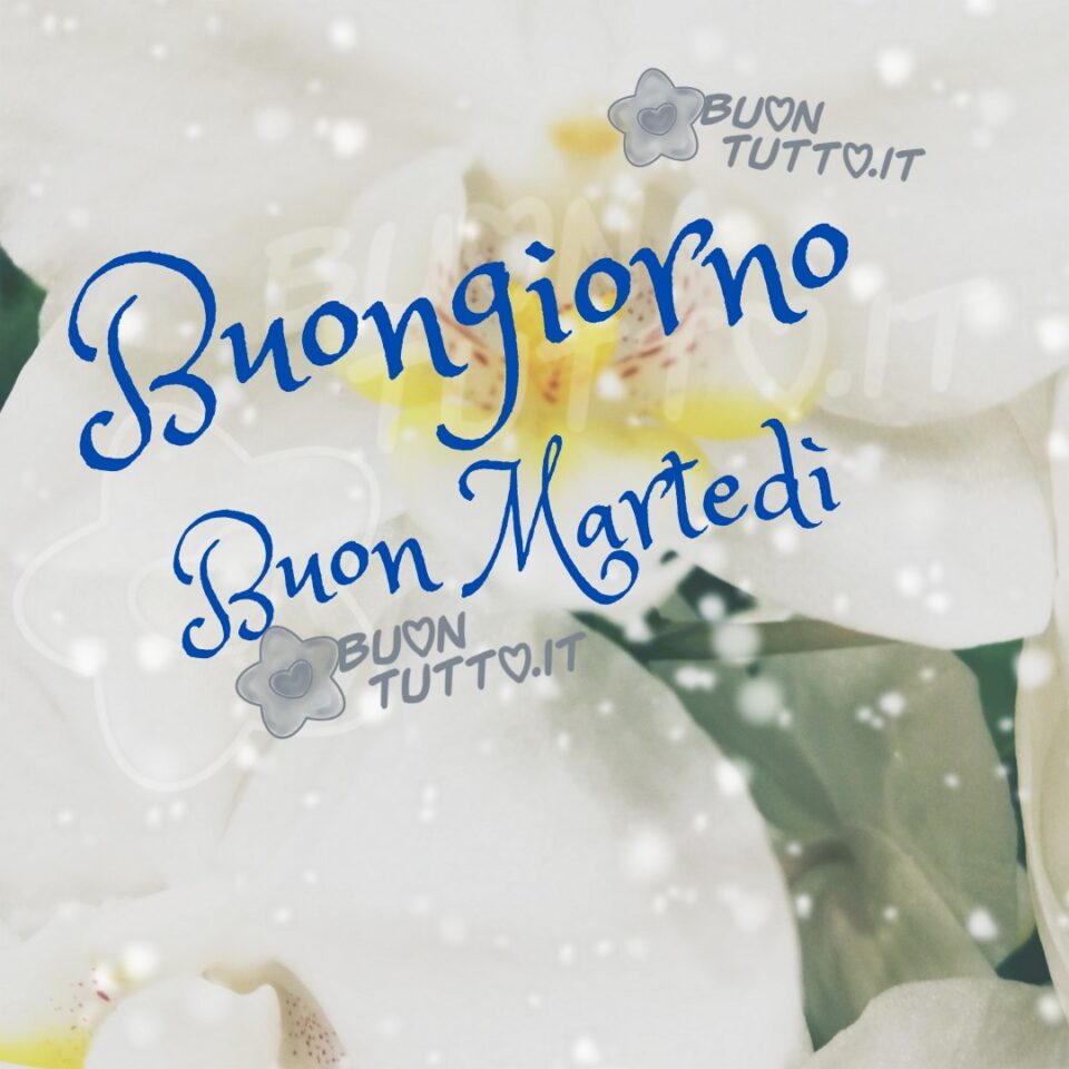 delle suggestive e meravigliose orchidee bianche con dei puntini  bianchi effetto sfumato per augurare il buongiorno e un buon martedì da scaricare gratis e condividere con amici parenti gruppi tramite WhatsApp Facebook X Twitter Pinterest Telegram Instagram creata da buontutto.it