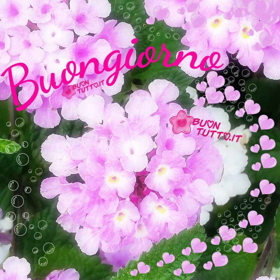 foto di meravigliose ortensie e cuoricini dalle sfumature rosa con piccole bolle di sapone per augurare il buongiorno da scaricare gratis e condividere con amici parenti gruppi tramite WhatsApp Facebook Twitter Pinterest Telegram Instagram autore buontutto.it