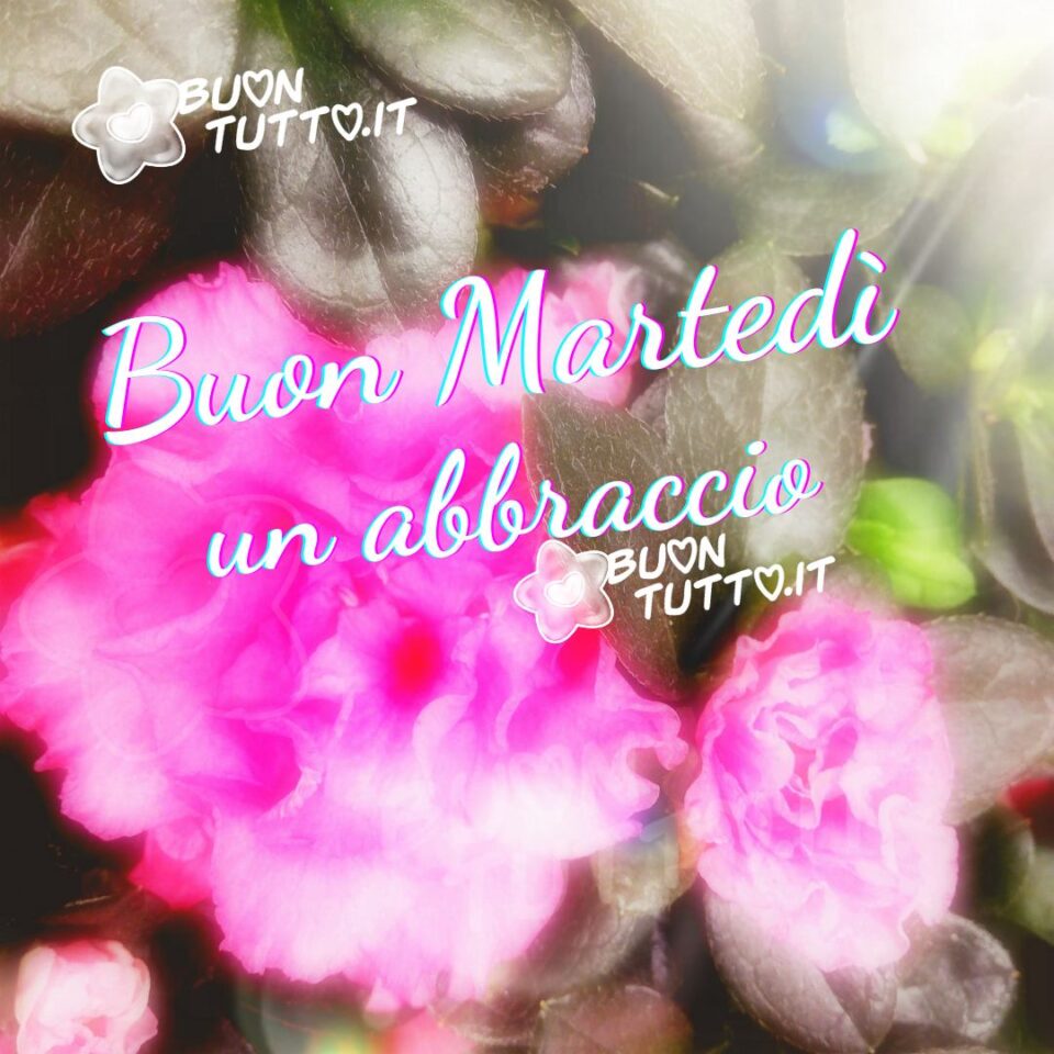 delle stupende roselline dalle tinte rosa in un incantevole effetto sognante inviare un abbraccio e un buon martedì da scaricare gratis e condividere con amici parenti gruppi tramite WhatsApp Facebook Twitter Pinterest Telegram Instagram creata da buontutto.it