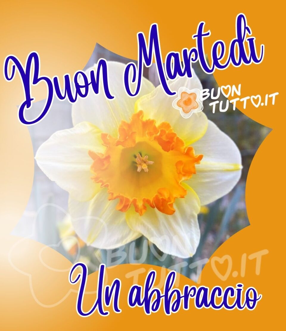 Immagine-buon-martedi-un-abbraccio-cornice-arancione-meraviglioso-narciso-buontutto una bellissima foto di un primo piano di un meraviglioso narciso dentro una cornice disegnata di colore arancione. sopra l'immagine c'è scritto in alto buon martedì e nella parte basse un abbraccio. Immagini di buon martedì da scaricare gratis e condividere con amici parenti gruppi tramite WhatsApp Facebook Twitter Pinterest Telegram Instagram sito buontutto.it