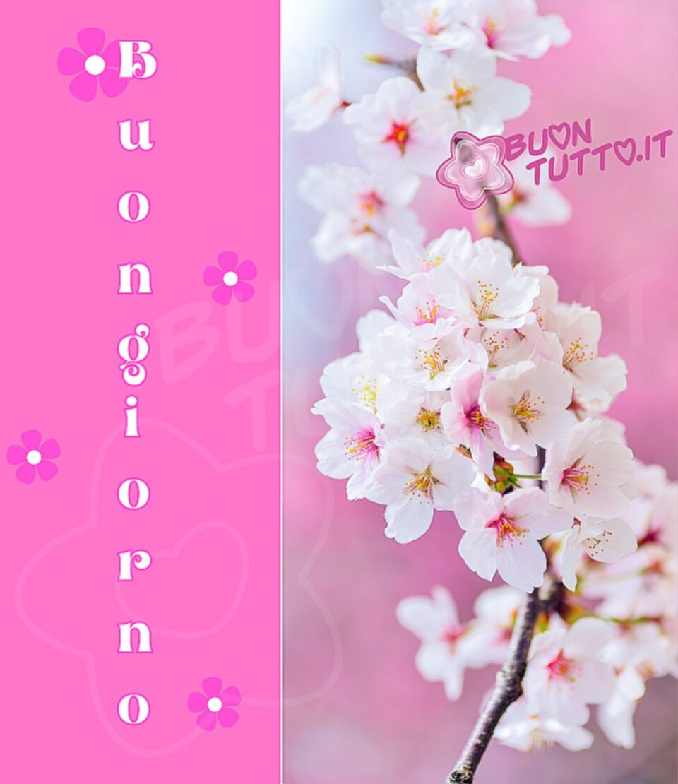 immagine-buongiorno-primaverili-meraviglioso-ramo-fiori-ciliegio-buontutto Immagini Buongiorno Primaverili di un'immagine divisa in due parti in quella di destra c'è scritto buongiorno in verticale in uno sfondo fucsia nell'altra parte la foto di un bellissimo ramo di fiori di ciliegio. Un'immagine che esprime eleganza. Una raccolta di nuove bellissime, uniche immagini di Buongiorno Primaverili da scaricare gratis e condividere con amici parenti gruppi tramite WhatsApp Facebook Twitter Pinterest Telegram Instagram autore buontutto.it
