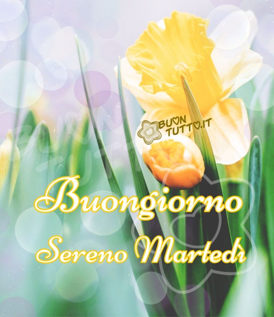 immagine-buongiorno-sereno-martedì-fiori-meravigliosa-atmosfera-buontutto foto di un giardino con meravigliosi narcisi, quello in primo piano sta sbocciando e gli altri sono boccioli. Sulla foto c'è inserito delle sfumature con tanti cerchi di diversi colori che crea un effetto sognante e un'atmosfera romantica. Nella parte bassa dell'immagine c'è scritto di colore bianco con contorno di colore giallo brillante Buongiorno! Sereno Martedì! Una raccolta di nuove bellissime immagini di buon martedì da scaricare gratis e condividere con amici parenti gruppi tramite WhatsApp Facebook Twitter Pinterest Telegram Instagram creata da buontutto.it