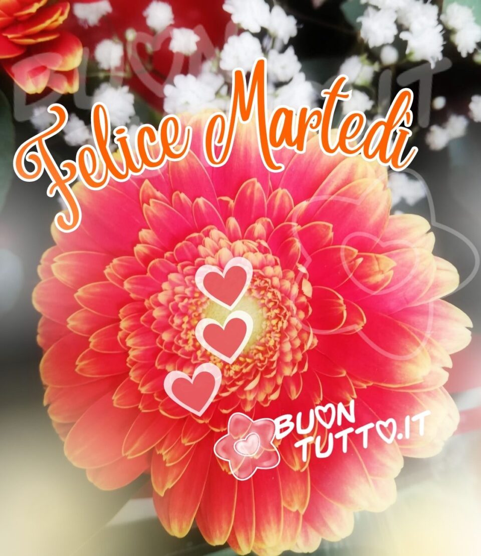 immagine-felice-martedi-con-cuori-meravigliosa-gerbera-magenta-sfumature-arancioni-buontutto foto in primo piano di una meravigliosa gerbera di colore magenta dalle sfumature gialle con sopra disegnati tre cuori di colore magenta con contorno bianco. Nella parte alta dell'immagine ci sono come sfondo i fiori nebbiolina. nell'immagine c'è inserita un effetto luce che crea un'atmosfera sognante e romantica. Nella parte alta dell'immagine c'è scritto in forma semicircolare di colore arancione con contorno bianco Felice Martedì. Una raccolta di nuove bellissime immagini di buon martedì da scaricare gratis e condividere con amici parenti gruppi tramite WhatsApp Facebook Twitter Pinterest Telegram Instagram creata da buontutto.it