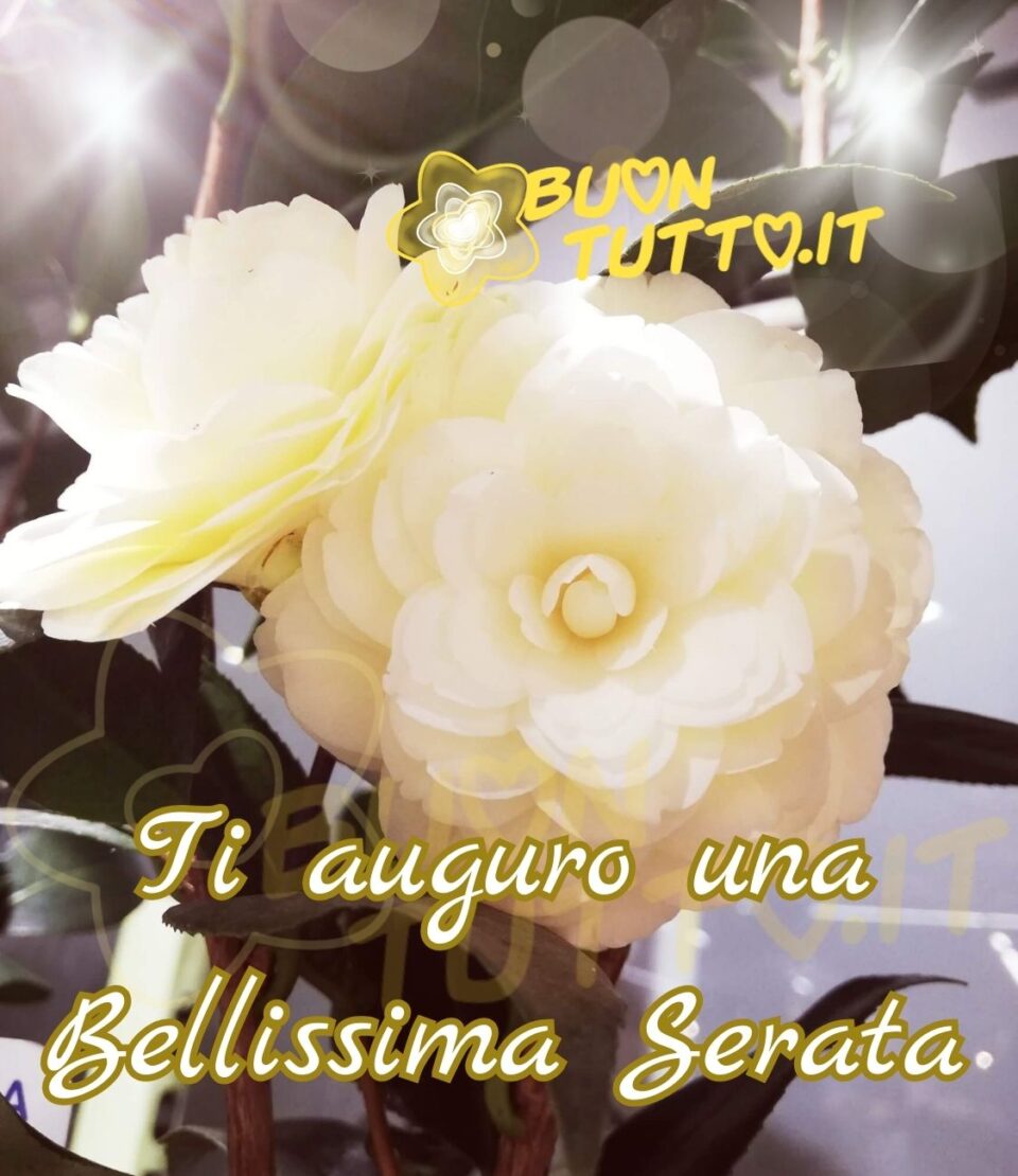 foto in primo piano di una bellissima dalia bianca con un effetto di luce luminosissimo. sotto il fiore c'è scritto di colore bianco con contorno dorato in un carattere corsivo elegante, Ti auguro una bellissima serata! un'immagine che tramette eleganza e serenità da scaricare gratis e condividere con amici parenti gruppi tramite WhatsApp Facebook Twitter Pinterest Telegram Instagram autore buontutto.it