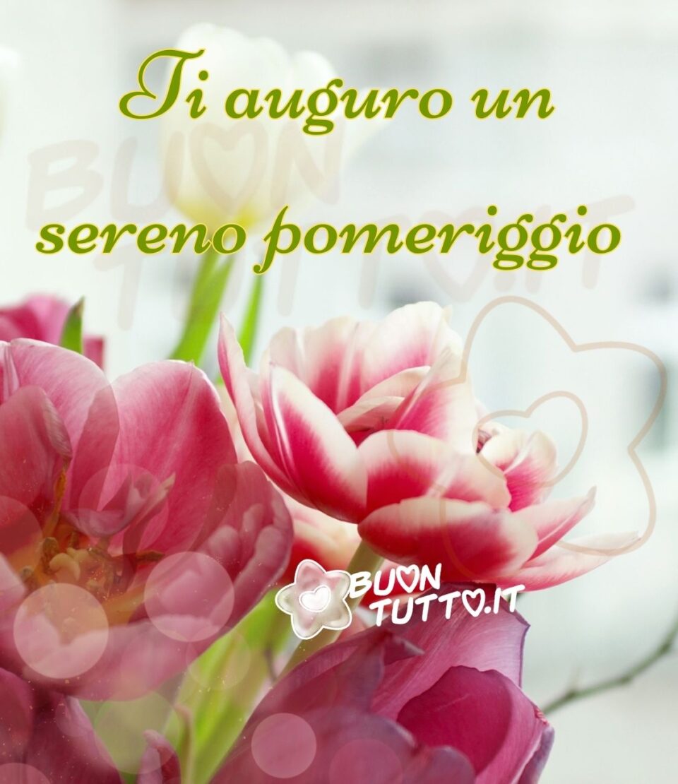 immagini-buon-pomeriggio-sereno-meravigliosi-fiori-buontutto Foto in primo pani di tre meravigliosi tulipani di colore magenta con sfumature bianche, sopra l'immagine c'è inserito un effetto di luci che creano un'atmosfera sognante, in alto dell'immagine di colore verde con un contorno dorato c'è scritto con un carattere elegante Ti auguro un sereno pomeriggio. Un'immagine che trasmette romanticismo e serenità da scaricare gratis e condividere con amici parenti gruppi tramite WhatsApp Facebook Twitter Pinterest Telegram Instagram autore buontutto.it