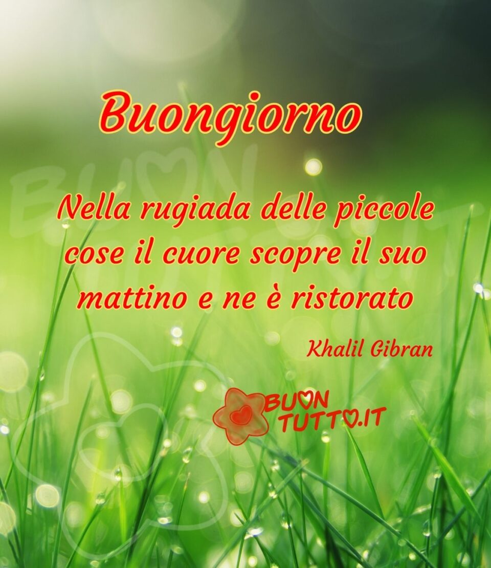 immagini-buongiorno-con-frasi-nella-rugiada-delle-piccole-cose-il-cuore-scopre-il-suo-mattino-ne-ristorato-buontutto Foto di prato verde sfumato con in primo piano dei filamenti verdissimi di erba con sopra gocce di rugiada accarezzati dai dai raggi del sole che li fanno sembrare delle piccole gemme. Nella parte alta dell'immagine c'è scritto buongiorno di colore rosso con contorno giallo, nel centro dell'immagine dello stesso colore c'è scritto Nella rugiada delle piccole cose il cuore scopre il suo mattino e ne è ristorato. Khalil Gibran. un'immagine che trasmette pace e serenità da scaricare gratis e condividere con amici parenti gruppi tramite WhatsApp Facebook Twitter Pinterest Telegram Instagram autore buontutto.it