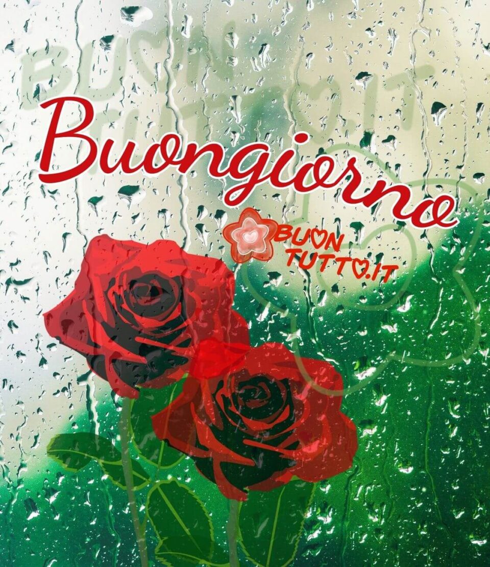 immagini-buongiorno-pioggia-meravigliose-rose-rosse-vetro-bagnato-buontutto disegno dietro un vetro bagnato dalla pioggia di due meravigliose rose rosse con foglie verdi e sopra di esse con forma semicircolare di colore rosso con contorno bianco c'è scritto Buongiorno. Un'immagine bellissima e molto suggestiva. una raccolta di nuove bellissime Immagini di Buongiorno con la pioggia da scaricare gratis e condividere con amici parenti gruppi tramite WhatsApp Facebook Twitter Pinterest Telegram Instagram autore buontutto.it