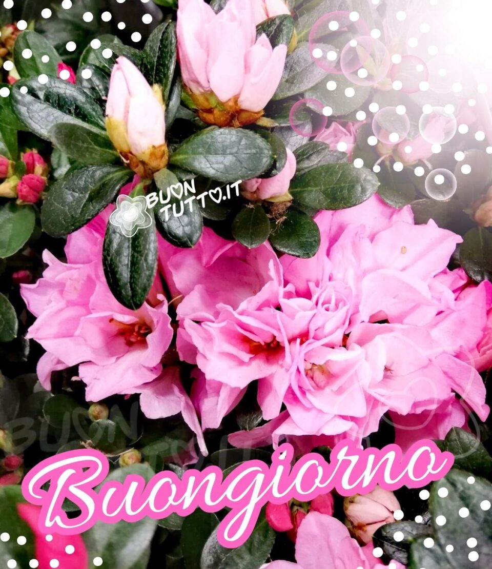 immagini-buongiorno-con-i-fiori-azalea-colore-rosa-suggestiva-romantica-buontutto Foto di una favolosa pianta d'azalea di colore rosa, agli angoli della foto ci sono disegnati dei puntini bianchi e nell'angolo in alto a destra anche delle sfere di colore bianco e fucsia trasparenti attraversati da un raggio di sole. Nella parte bassa dell'immagine c'è scritto in un carattere corsivo elegante Buongiorno di colore bianco e contorno fucsia. Un'immagine suggestiva e romantica. Una raccolta di nuove bellissime immagini di buongiorno con i fiori da scaricare gratis e condividere con amici parenti gruppi tramite WhatsApp Facebook Twitter Pinterest Telegram Instagram autore buontutto.it