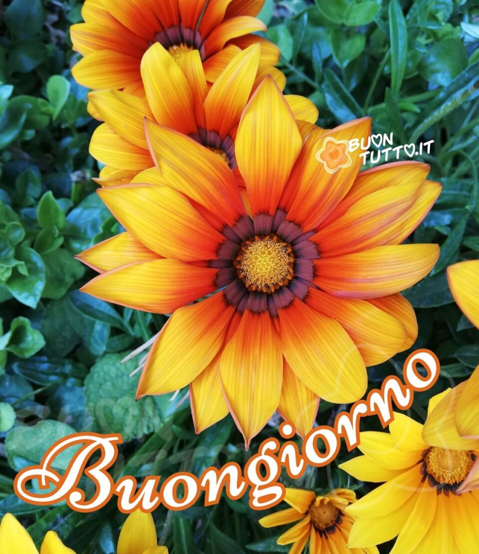 Foto di fiori di gazania di un bellissimo colore giallo e arancione che sembra un tramonto. Nella parte bassa dell'immagine c'è scritto in un carattere corsivo elegante in forma semicircolare buongiorno di colore bianco e contorno arancione. Un'immagine che trasmette serenità e positività da scaricare gratis e condividere con amici parenti gruppi tramite WhatsApp Facebook Twitter Pinterest Telegram Instagram autore buontutto.it