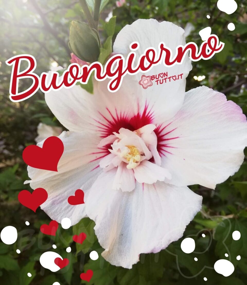 immagini-buongiorno-con-i-fiori-ibisco-colore-bianco-bordeaux-raggio-di-sole-buontutto Foto di un straordinario fiore di ibisco di colore bianco e il centro di colore bordeaux illuminato da un raggio di sole, negli angoli in basso e in alto a destra dell'immagine ci sono disegnate delle macchie bianche, nell'angolo in basso a sinistra anche dei cuori di diverse dimensioni di colore bordeaux che salgono verso il fiore. Nella parte alta dell'immagine c'è scritto in un carattere corsivo elegante Buongiorno di colore bordeaux e contorno bianco. Un'immagine che trasmette serenità e affetto. Una raccolta di nuove bellissime immagini di buongiorno con i fiori da scaricare gratis e condividere con amici parenti gruppi tramite WhatsApp Facebook Twitter Pinterest Telegram Instagram autore buontutto.it