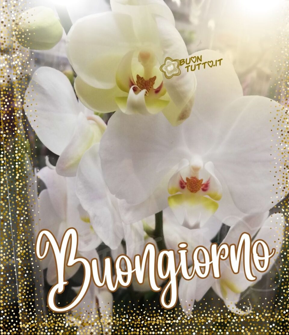 Foto di orchidee bianche incorniciate da puntini dorati e bianche che creano un effetto elegante, nell'angolo in alto a destra dell'immagine un raggio di sole colpisce i fiori creando un'atmosfera da sogno. Nella parte bassa dell'immagine c'è scritto in un carattere corsivo elegante Buongiorno di colore bianco e contorno bronzo. Un'immagine molto bella e raffinata da scaricare gratis e condividere con amici parenti gruppi tramite WhatsApp Facebook Twitter Pinterest Telegram Instagram autore buontutto.it