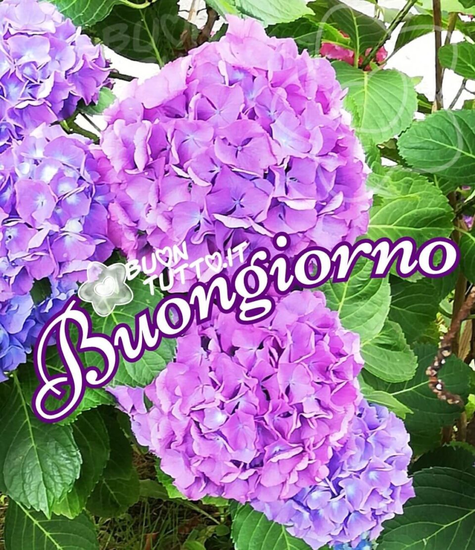 Foto di un primo piano di fantastiche ortensie di colore fucsia e lilla in uno sfondo di bellissime foglie di colore verde chiaro. Sopra l'ortensie c'è scritto in un corsivo in forma semicircolare di colore bianco e contorno viola scuro. Un'immagine che trasmette la grandezza e la meraviglia della natura da scaricare gratis e condividere con amici parenti gruppi tramite WhatsApp Facebook Twitter Pinterest Telegram Instagram autore buontutto.it