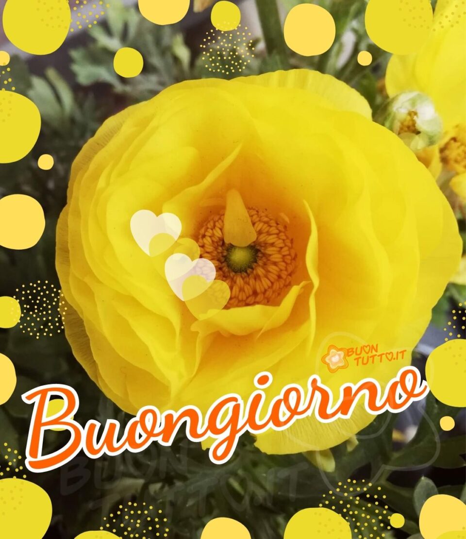 immagini-buongiorno-con-i-fiori-ranuncolo-giallo-cuori-bianco-giallo-buontutto Foto di un meraviglioso ranuncolo giallo, sopra il fiore ci sono disegnati quattro piccoli cuori di colore bianco e giallo trasparenti, la foto è incorniciata da palline gialle e palline formate da tanti puntini anch'essi gialli, alla base del ranuncolo c'è scritto Buongiorno di colore arancione e contorno bianco. Una bellissima immagine che trasmette solarità e ottimismo. Una raccolta di nuove bellissime immagini di buongiorno con i fiori da scaricare gratis e condividere con amici parenti gruppi tramite WhatsApp Facebook Twitter Pinterest Telegram Instagram autore buontutto.it