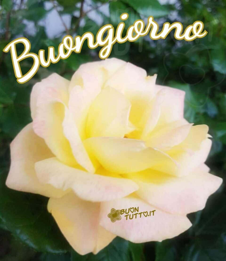 Foto di una magnifica rosa bianca con delle sfumature rosa e gialle in uno sfondo di foglie di colore verde brillante. Nella parte alta a sinistra dell'immagine c'è scritto Buongiorno di colore bianco e contorno dorato. Una bellissima immagine che trasmette bellezza ed eleganza da scaricare gratis e condividere con amici parenti gruppi tramite WhatsApp Facebook Twitter Pinterest Telegram Instagram autore buontutto.it