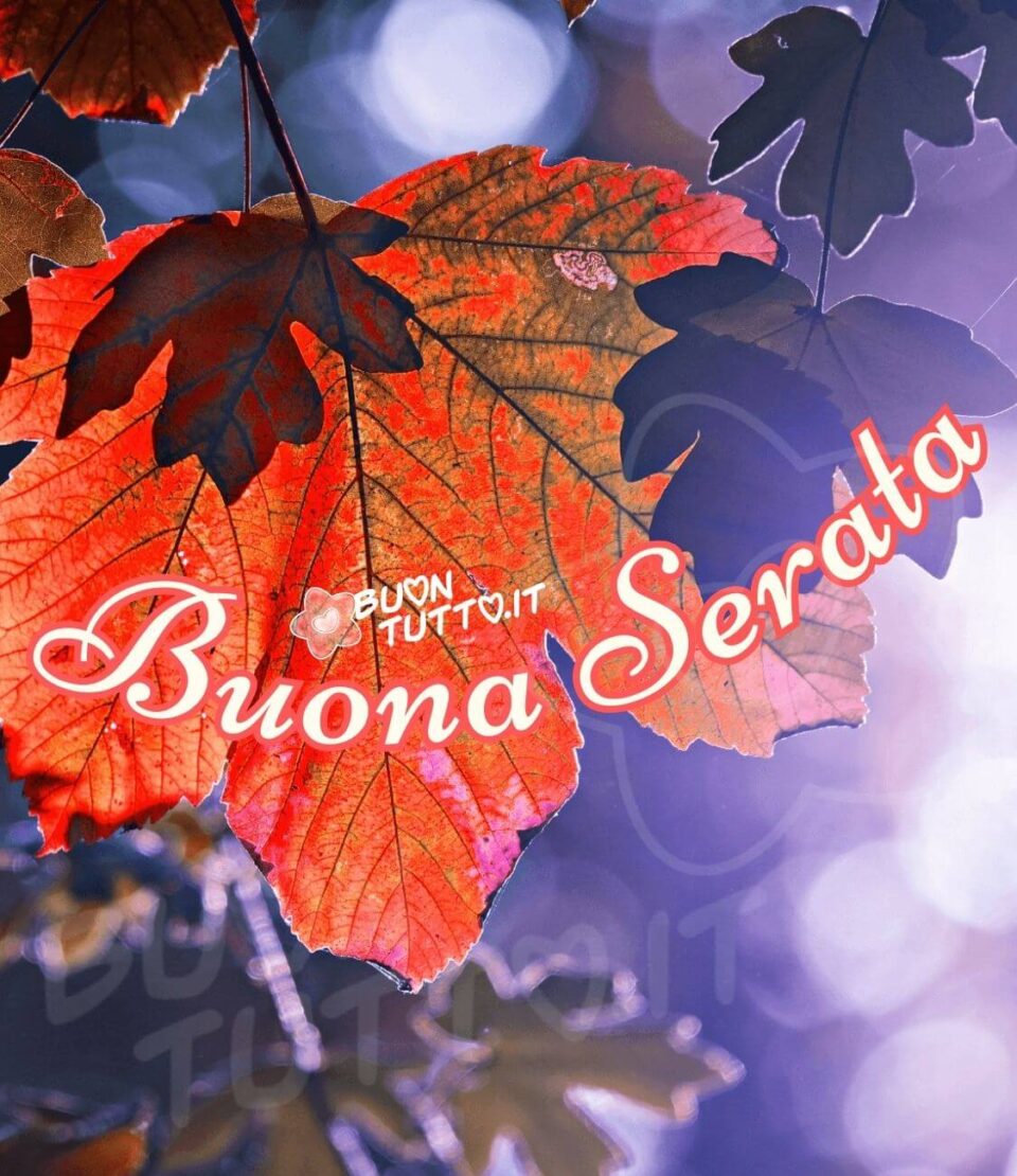 immagine di buona serata con delle meravigliose foglie d'acero immerse in un piacevole atmosfera autunnale rosso e arancione. Nella parte centrale dell'immagine c'è scritto in forma semi-circolare di colore bianco con contorno rosso arancio Buona Serata. Un'immagine che trasmette bellezza e serenità da scaricare gratis e condividere con amici parenti gruppi tramite WhatsApp Facebook X Twitter Pinterest Telegram Instagram autore buontutto.it