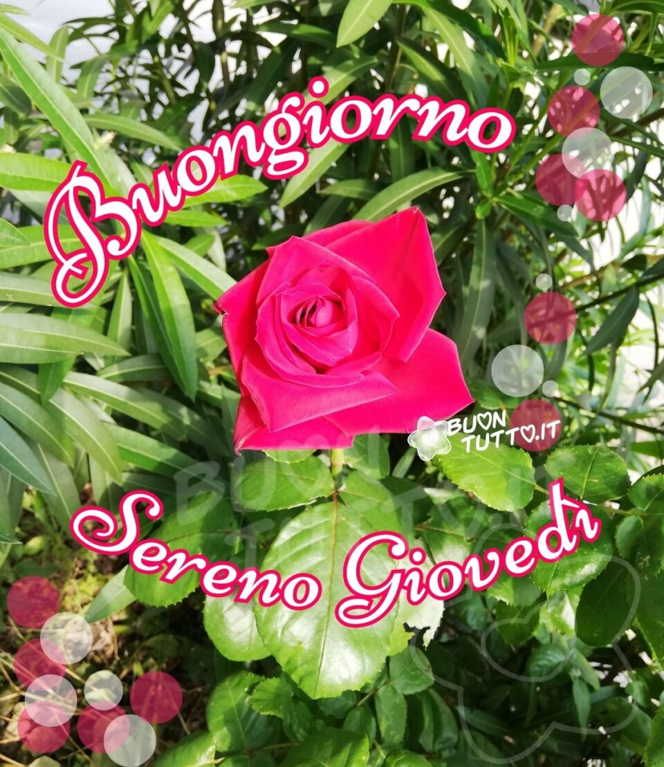 immagini-buongiorno-sereno-giovedì-stupenda-rosa-colore-fucsia Foto di una meravigliosa rosa vellutata di colore fucsia con tante piante verdi intorno e piccole sfere di colore bianco e fucsia trasparenti. Nella parte alta dell'immagine c'è scritto in un carattere corsivo di foma semi-cirocolare di colore bianco e contorno fucsia Buongiorno; nella parte bassa dello stesso carattere e colore sereno giovedì. Un'immagine che trasmette la serenità e la bellezza della natura da scaricare gratis e condividere con amici parenti gruppi tramite WhatsApp, Facebook, X Twitter, Pinterest, Telegram, LinkedIn, Instagram e le tue piattaforme social preferite autore buontutto.it