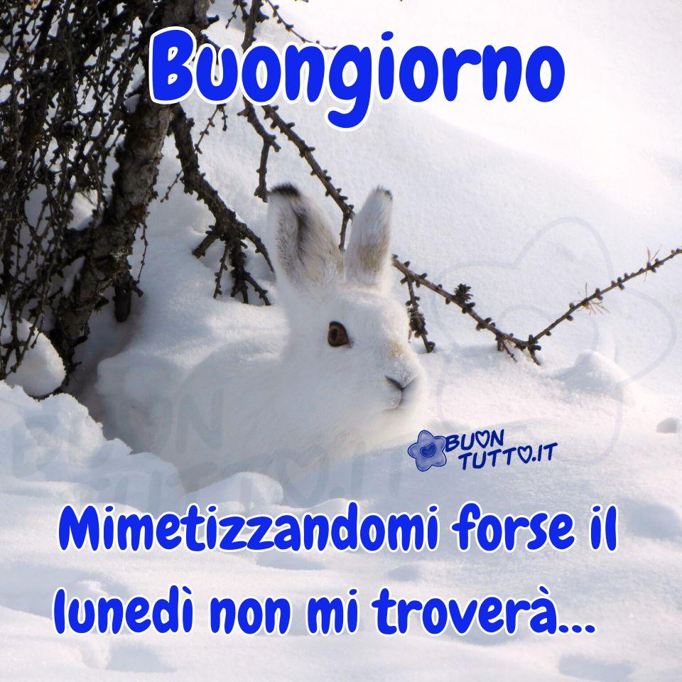 Una foto di un coniglietto dal pelo bianco immerso nella soffice neve. Nella parte alta dell’immagine compare la scritta Buongiorno in carattere grassetto di colore bluette con contorno bianco; nella parte bassa, con lo stesso stile e colore, si legge: Mimetizzandomi, forse il lunedì non mi troverà… Un’immagine divertente per sdrammatizzare l’inizio della settimana e trasmettere serenità, positività e buonumore. Una raccolta di nuove e bellissime immagini di buon lunedì da scaricare gratuitamente e condividere con amici, persone care, familiari, parenti e gruppi tramite WhatsApp, Facebook, X (Twitter), Pinterest, Telegram, LinkedIn, Instagram e le tue piattaforme social preferite. Autore BuonTutto.it