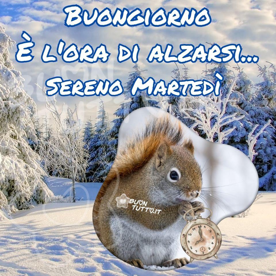 Foto di un paesaggio innevato stupendo, con sullo sfondo maestosi alberi ricoperti di neve. Al centro dell'immagine è inserita la foto di uno scoiattolo dolcissimo che tiene tra le zampine anteriori una sveglia in stile vintage. Nella parte alta dell'immagine compare la scritta, in bianco con contorno blu: Buongiorno, è l’ora di alzarsi… Sereno Martedì. Un’immagine bellissima e simpatica, accompagnata da una frase incoraggiante che trasmette forza, attenzione, serenità e pace. Una raccolta di nuove e splendide immagini di Buon Martedì da scaricare gratuitamente e condividere con amici, parenti e gruppi tramite WhatsApp, Facebook, X/Twitter, Pinterest, Telegram, LinkedIn, Instagram e le tue piattaforme social preferite. Autore BuonTutto.it