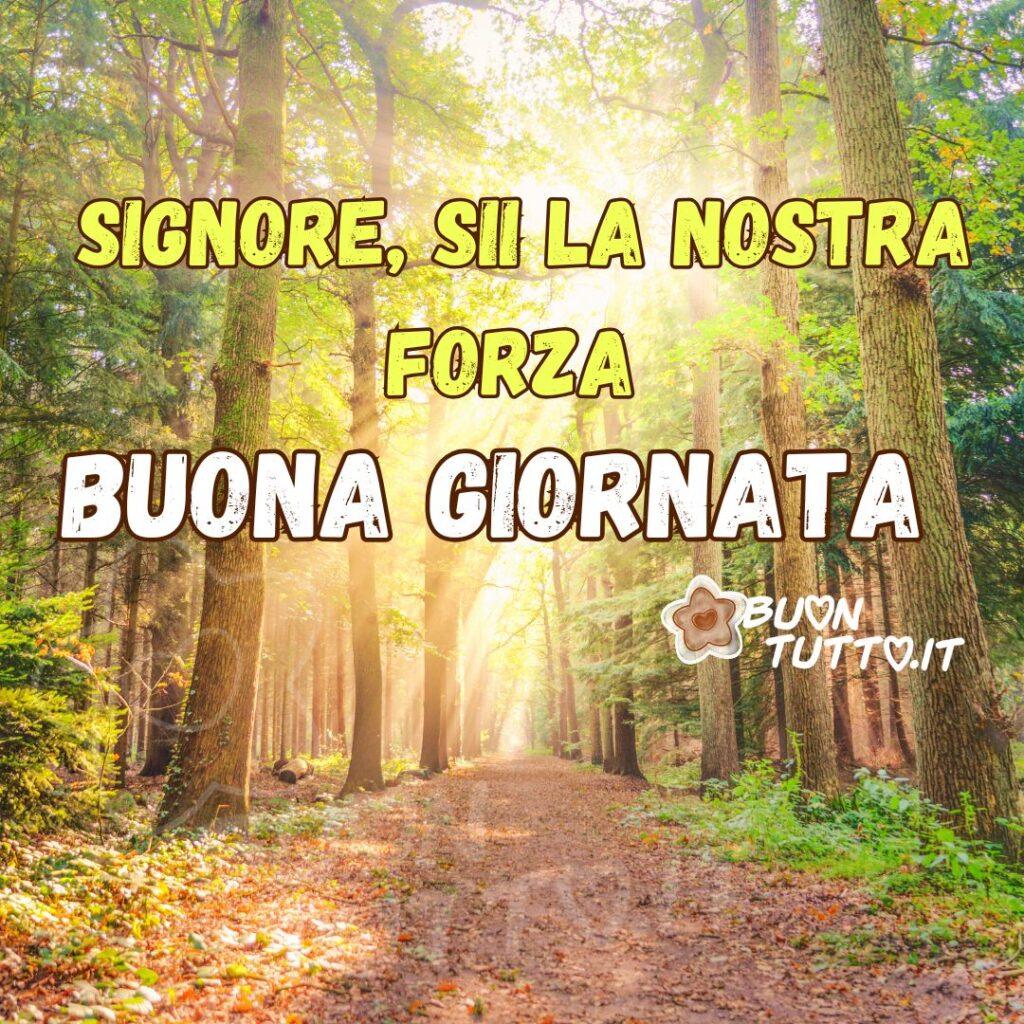La foto cattura un momento sereno e quasi surreale all'interno di una fitta foresta. Un sentiero coperto di foglie cadute si estende al centro, invitando l'osservatore a seguirlo in profondità nel bosco. Il punto focale è la luce solare intensa che filtra attraverso le alte cime degli alberi, creando dei raggi di luce che tagliano verticalmente l'aria, conferendo un'atmosfera eterea e mistica alla scena. Tronchi imponenti, scuri e dritti (probabilmente pini, abeti o querce), fiancheggiano il sentiero su entrambi i lati. La vegetazione è lussureggiante, con una predominanza di verde brillante sulle chiome e sui muschi, in netto contrasto con il bagliore solare al centro della parte superiore illumina vivacemente il fogliame, creando un effetto di controluce che rende l'ombra del bosco ancora più profonda sui lati. L' atmosfera è pacifica, speranzosa e tranquilla. L'illuminazione suggestiva suggerisce che sono i primi raggi dell'alba, momenti in cui la luce del sole è particolarmente bella. Nella parte alta dell'immagine c'è scritto in un carattere maiuscolo di colore giallo sfumato e contorno marrone: Signore, sii la nostra forza; di seguito dello stesso colore e carattere ma di colore bianco sfumato e contorno marrone: Buona Giornata. È un'immagine che trasmette un senso di speranza e serenità. È una scena eterea che invita alla riflessione e all'esplorazione. Una raccolta di nuove bellissime immagini di Buongiorno Religioso da scaricare gratis e condividere con amici, cari, familiari, parenti gruppi tramite WhatsApp, Facebook, X Twitter, Pinterest, Telegram, LinkedIn, Instagram e le tue piattaforme social preferite. Autore BuonTutto.it