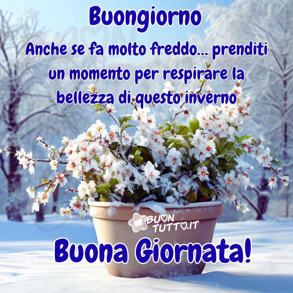 immagini-di-buongiorno-buona-giornata-invernale-bellissima-frase-positiva-poesia-inverno-vaso-fiori-innevati-cielo-azzurro-scaricare-gratis-buontutto